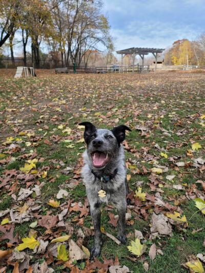 Milton Landing Dog Park - Milton, NY