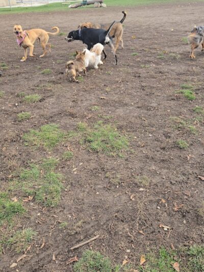 Bay View Dog Park - Milwaukee, WI
