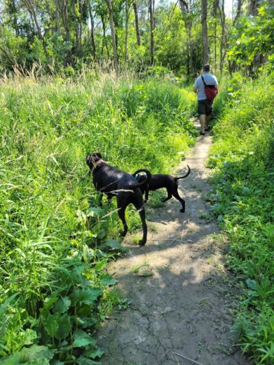 Granville Dog Park - Milwaukee, WI
