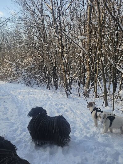 Granville Dog Park - Milwaukee, WI