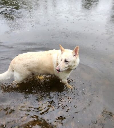 Granville Dog Park - Milwaukee, WI