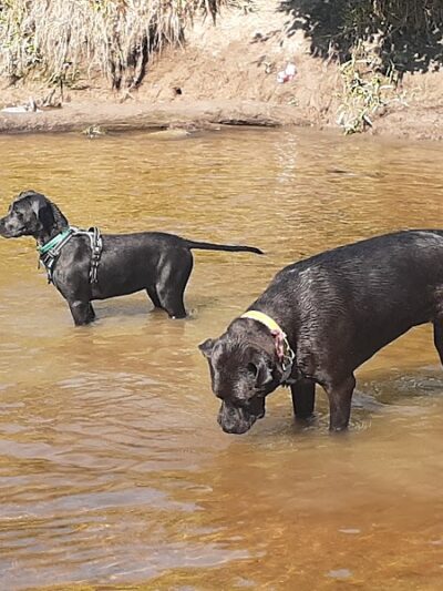 Granville Dog Park - Milwaukee, WI