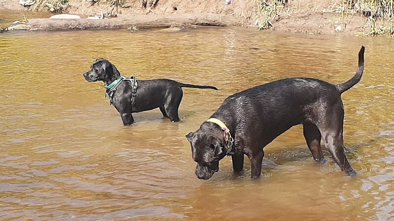 Granville Dog Park - Milwaukee, WI