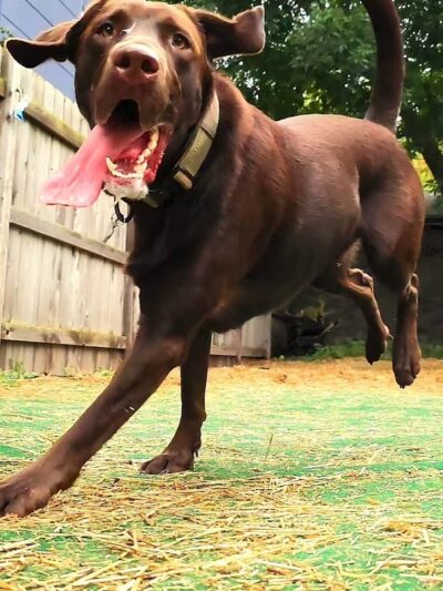 Speed Weenies on Howell - Milwaukee, WI