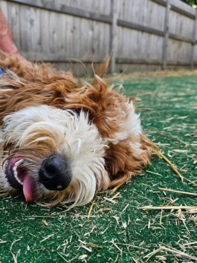 Speed Weenies on Howell - Milwaukee, WI