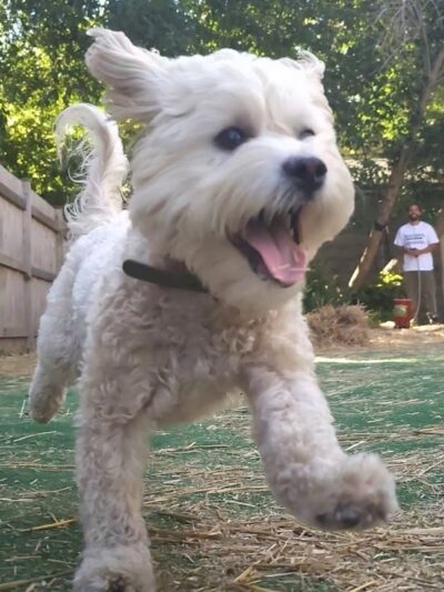 Speed Weenies on Howell - Milwaukee, WI