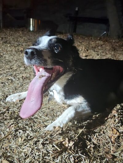 Speed Weenies on Howell - Milwaukee, WI