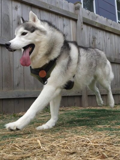 Speed Weenies on Howell - Milwaukee, WI