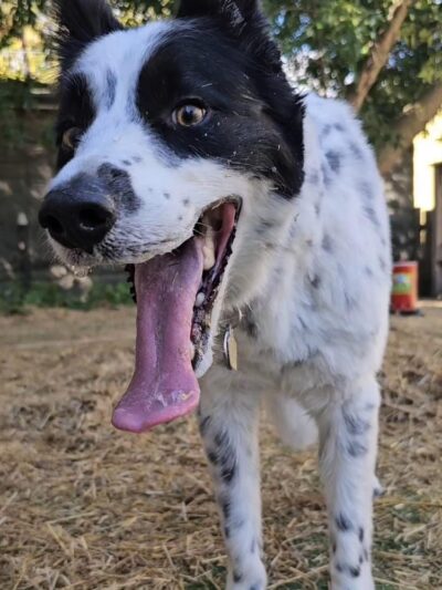 Speed Weenies on Howell - Milwaukee, WI