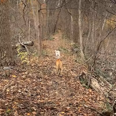 Dickerson Mine Preserve - Mine Hill Township, NJ