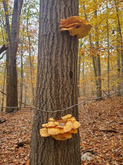 Dickerson Mine Preserve - Mine Hill Township, NJ