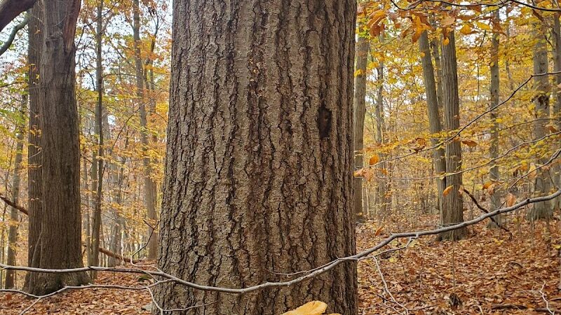 Dickerson Mine Preserve - Mine Hill Township, NJ