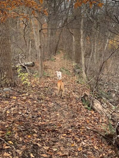 Dickerson Mine Preserve - Mine Hill Township, NJ
