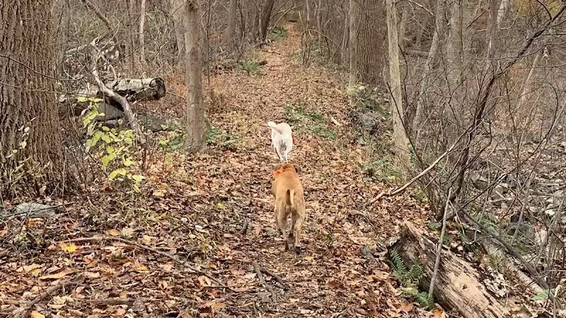Dickerson Mine Preserve - Mine Hill Township, NJ