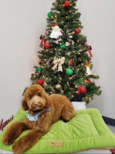 Pet Story NY - Mineola, NY