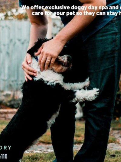 Pet Story NY - Mineola, NY