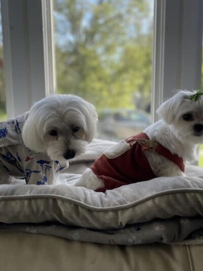 Pet Story NY - Mineola, NY