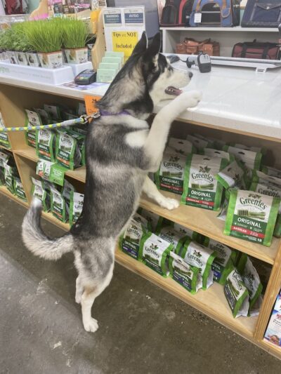 Pet Story NY - Mineola, NY