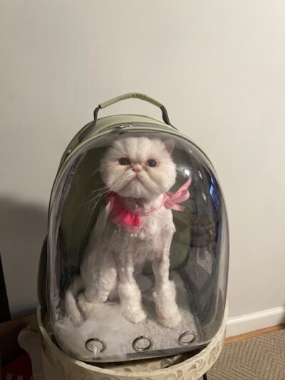 Pet Story NY - Mineola, NY