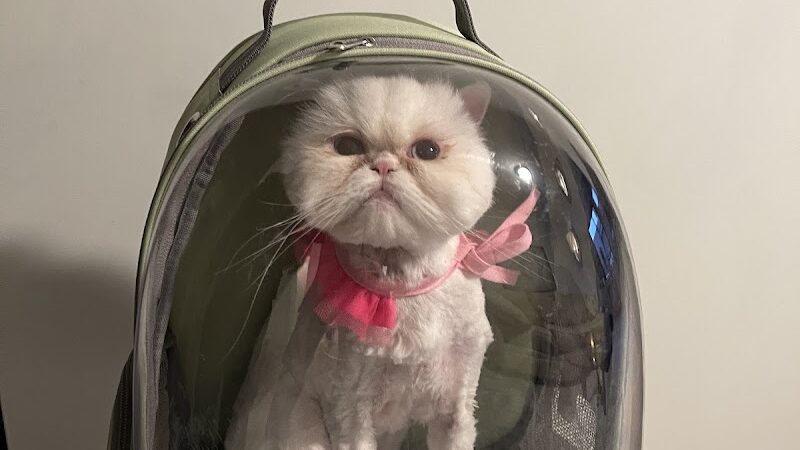 Pet Story NY - Mineola, NY