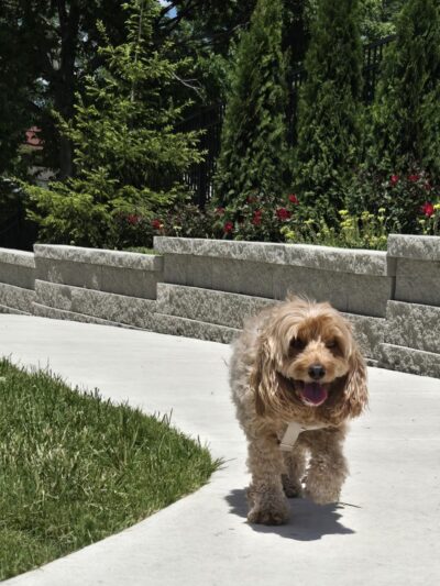 Veterans Dog Park - Minooka, IL