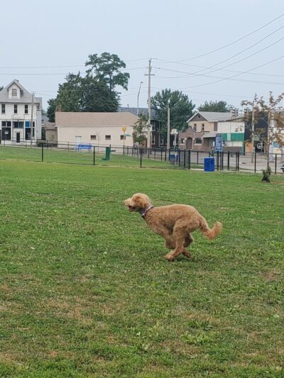 Butterworth Dog Park - Moline, IL