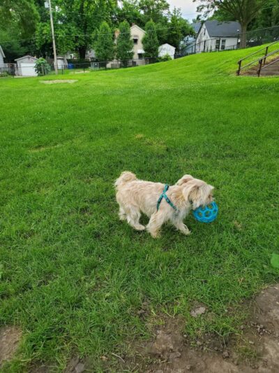Butterworth Dog Park - Moline, IL