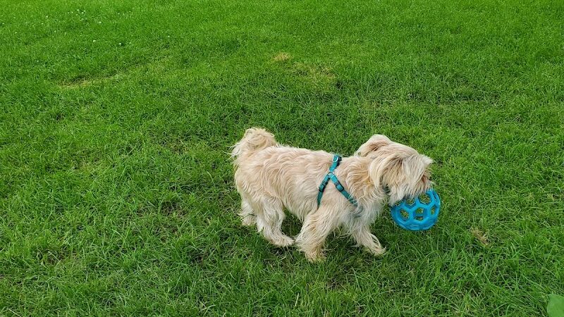 Butterworth Dog Park - Moline, IL