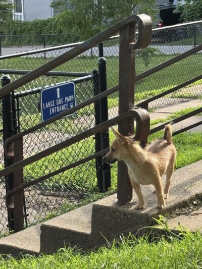 Butterworth Dog Park - Moline, IL