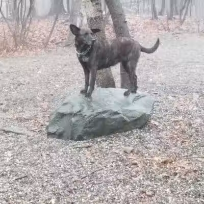 Smith Clove Dog Park - Monroe, NY