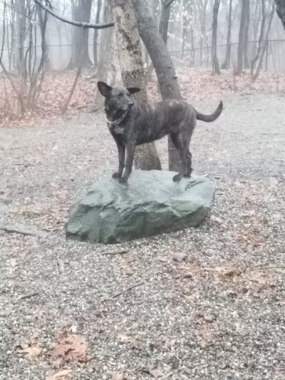 Smith Clove Dog Park - Monroe, NY