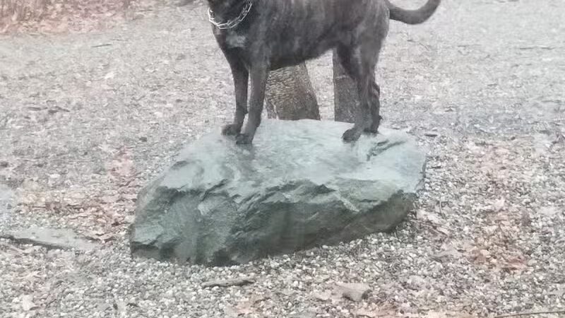 Smith Clove Dog Park - Monroe, NY