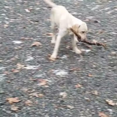 Smith Clove Dog Park - Monroe, NY