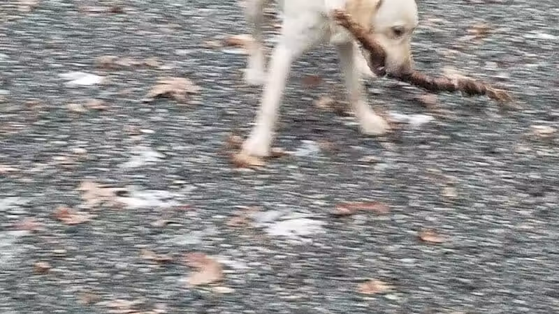 Smith Clove Dog Park - Monroe, NY