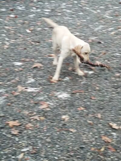 Smith Clove Dog Park - Monroe, NY