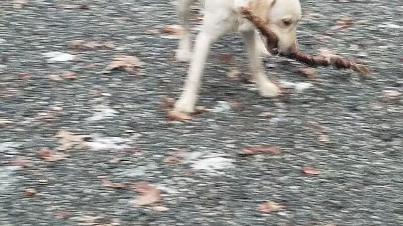 Smith Clove Dog Park - Monroe, NY