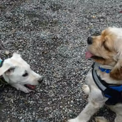 Smith Clove Dog Park - Monroe, NY