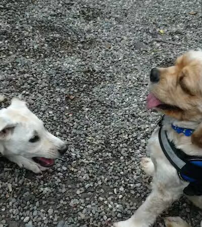 Smith Clove Dog Park - Monroe, NY