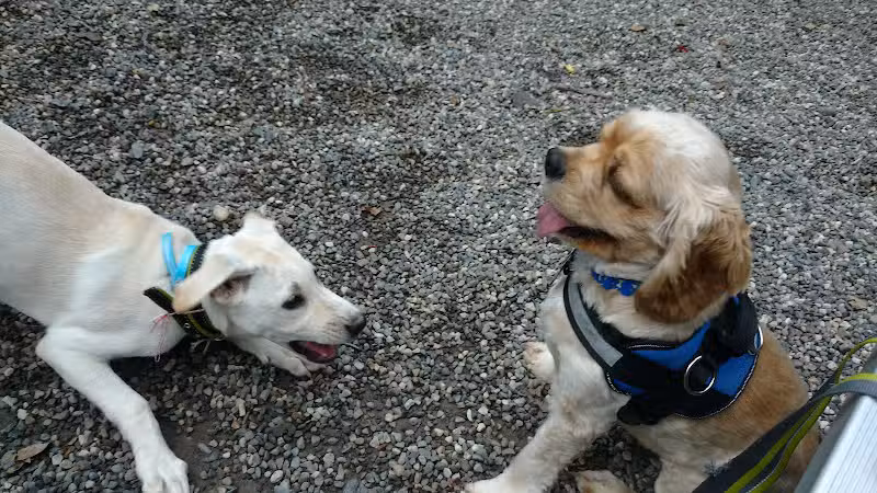 Smith Clove Dog Park - Monroe, NY