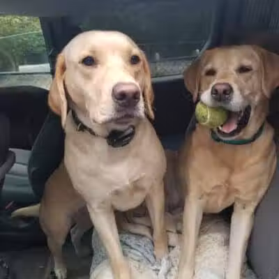 Smith Clove Dog Park - Monroe, NY