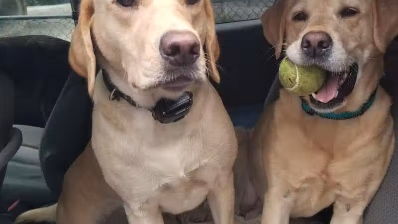 Smith Clove Dog Park - Monroe, NY