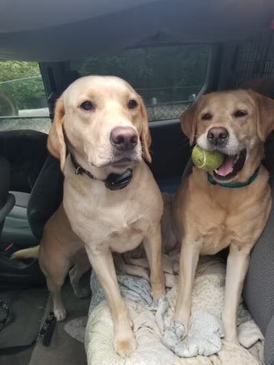 Smith Clove Dog Park - Monroe, NY