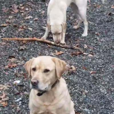 Smith Clove Dog Park - Monroe, NY