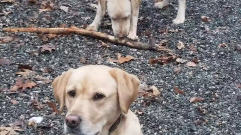 Smith Clove Dog Park - Monroe, NY