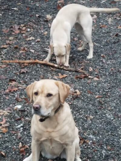 Smith Clove Dog Park - Monroe, NY