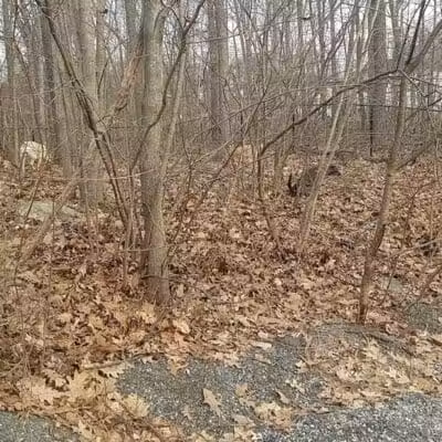 Smith Clove Dog Park - Monroe, NY