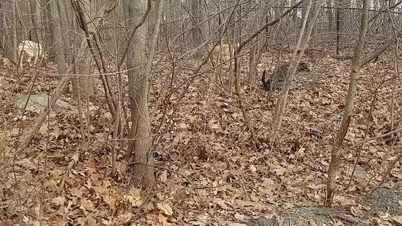 Smith Clove Dog Park - Monroe, NY