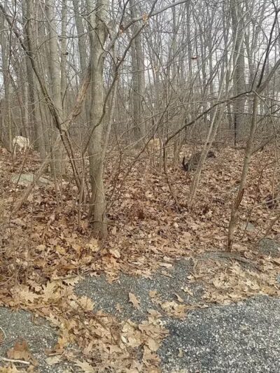 Smith Clove Dog Park - Monroe, NY