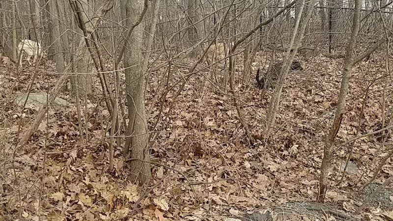 Smith Clove Dog Park - Monroe, NY