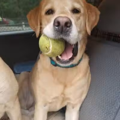 Smith Clove Dog Park - Monroe, NY